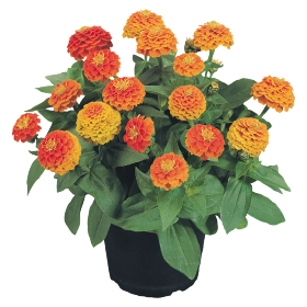   Zinnita Orange