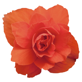   Illumination® Orange
