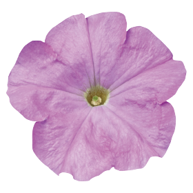   Celebrity Lilac