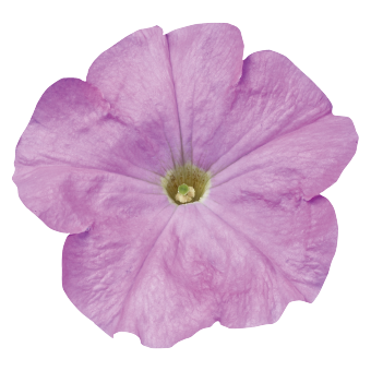 
                        Petunia
             
                        x hybrida F₁
             
                        Celebrity
             
                        Lilac
            