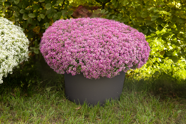
                        Lobularia
             
                        maritima
             
                        Wonderland
             
                        Pink
            