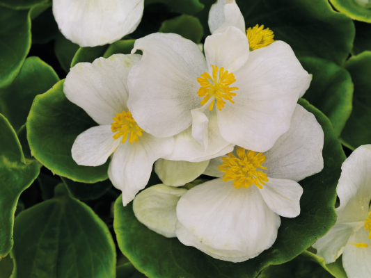 Begonia
             
                        semperflorens F₁
             
                        Sprint Plus
             
                        White