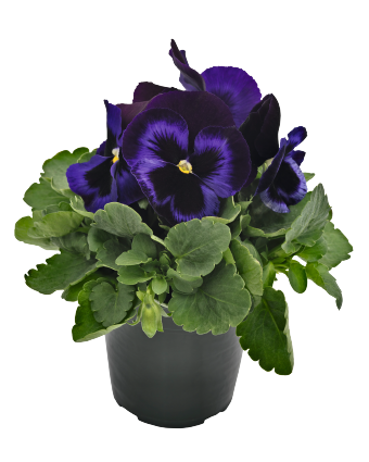 
                        Viola
             
                        wittrockiana F₁
             
                        Inspire® Plus
             
                        Blue Velvet
            
