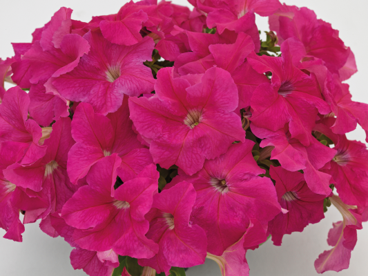 
                        Petunia
             
                        x hybrida grandiflora F₁
             
                        SUCCESS! HD
             
                        Pink
            