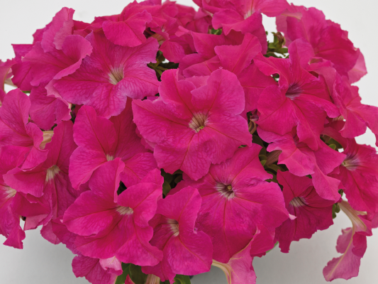 
                        Petunia
             
                        x hybrida F₁
             
                        SUCCESS! HD
             
                        Pink
            