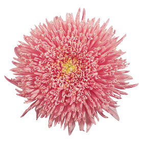   Benary's Princess Salmon Rose
