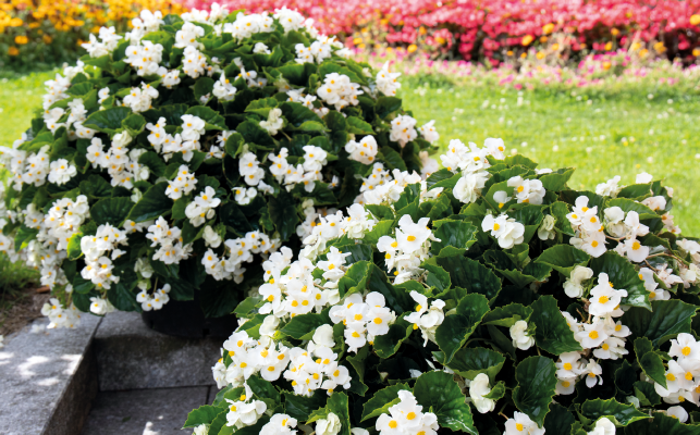 
                        Begonia
             
                        x benariensis F₁
             
                        BIG® DeluXXe
             
                        White Green Leaf
            