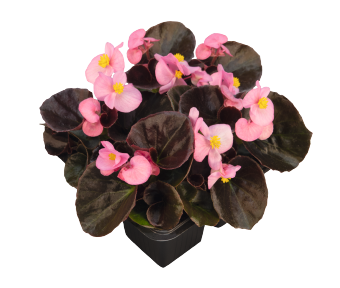 
                        Begonia
             
                        semperflorens F₁
             
                        Nightlife
             
                        Pink
            