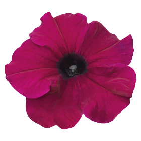   SUCCESS! HD Burgundy