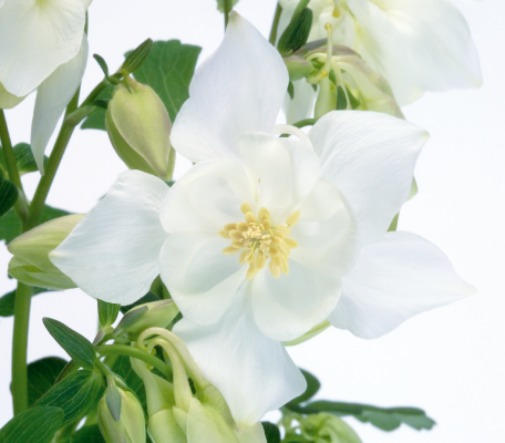 
                        Aquilegia
             
                        hybrida F₁
             
                        Spring Magic®
             
                        White
            