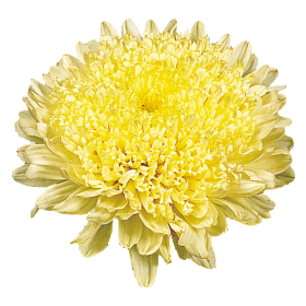   Matador® Yellow