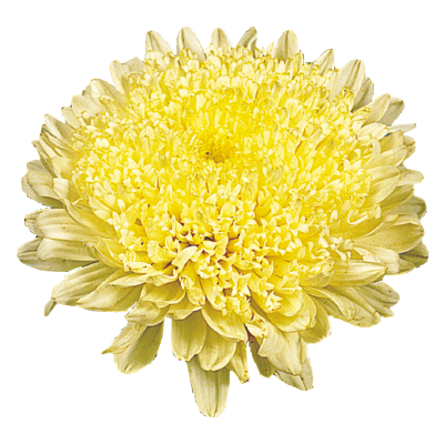 
                        Callistephus
             
                        chinensis
             
                        Matador®
             
                        Yellow
            