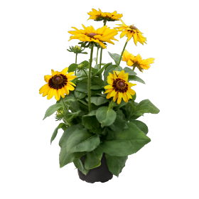 Rudbeckia hirta Pawnee Spirit 