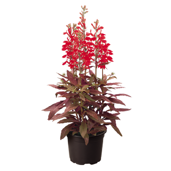 
                        Lobelia
             
                        speciosa F₁
             
                        Fan®
             
                        Scarlet IMPROVED
            