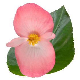   BIG® DeluXXe® Pink Green Leaf