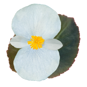Begonia x benariensis F₁ BIG® White Bronze Leaf