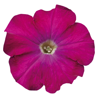
                        Petunia
             
                        x hybrida multiflora F₁
             
                        Celebrity
             
                        Carmine
            