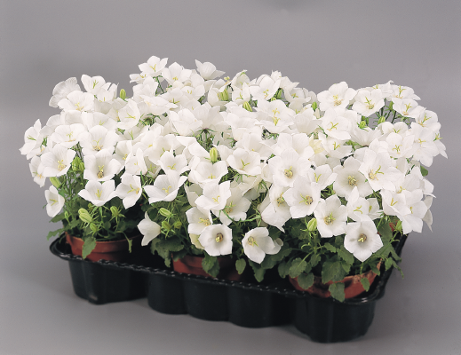 
                        Campanula
             
                        carpatica
             
                        Clips
             
                        White
            