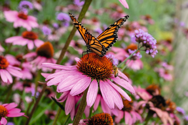 
                        Echinacea
             
                        purpurea
             
                        PollyNation™
             
                        Pink Shades
            