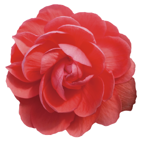 Begonia tuberhybrida F₁ Illumination® Salmon Pink