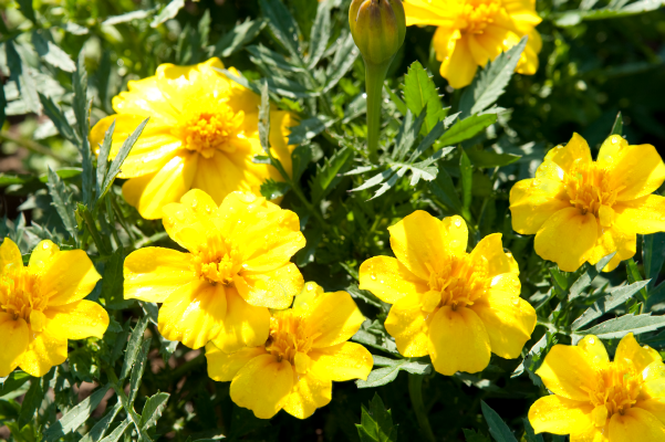 
                        Tagetes
             
                        patula
             
                        Disco
             
                        Yellow
            