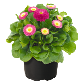   BellaDaisy Rose