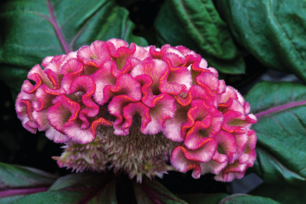 
                        Celosia
             
                        cristata
             
                        Brainiac
             
                        Think Pink
            