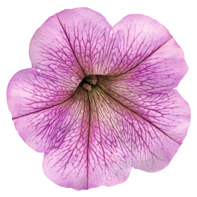   SUCCESS!® TR Silver Vein