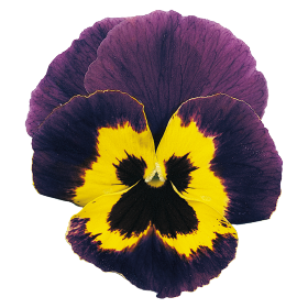 Joker® Violet & Gold