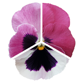   Inspire® DeluXXe Pink Surprise Blotch
