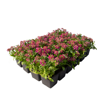 
                        Lobularia
             
                        maritima
             
                        Wonderland®
             
                        Deep Rose
            