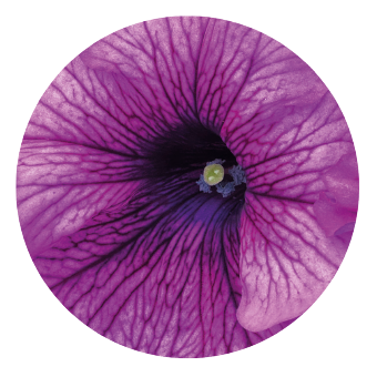 
                        Petunia
             
                        x hybrida grandiflora F₁
             
                        SUCCESS! 360°
             
                        Purple Vein
            