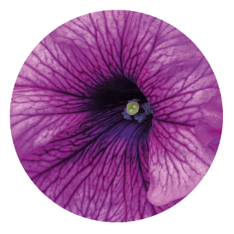 Petunia
x hybrida grandiflora F₁
SUCCESS! 360°
Purple Vein