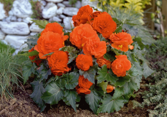 Begonia
tuberhybrida F₁
Primary
Orange