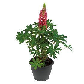   Lupini Red Shades