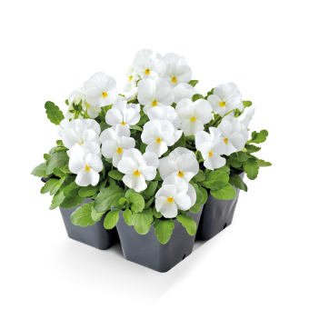 Viola
cornuta F₁
Admire®
White
