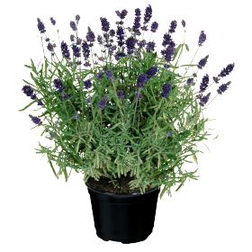 Lavandula angustifolia Vicenza 