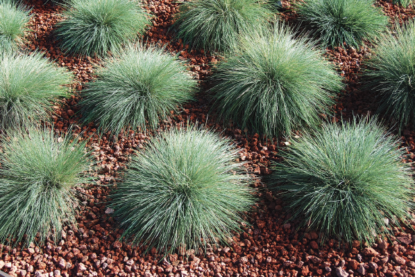 
                        Festuca
             
                        valesiaca var. glaucantha
             
                        Buddy
            