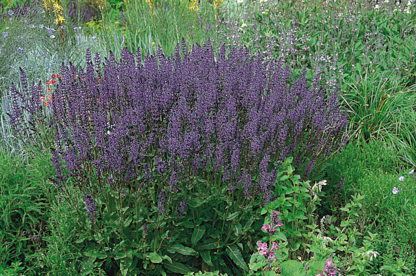 Salvia x superba Queen Dwarf Blue | Benary