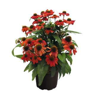 
                        Echinacea
             
                        purpurea
             
                        PollyNation™
             
                        Orange Red
            