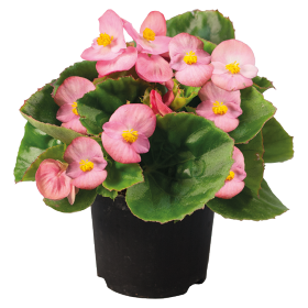   Super Olympia® Pink