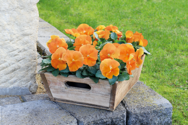 Viola wittrockiana F₁ Inspire® DeluXXe® Orange | Benary