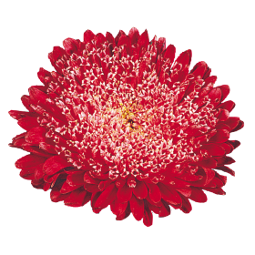   Matador® Fiery Red