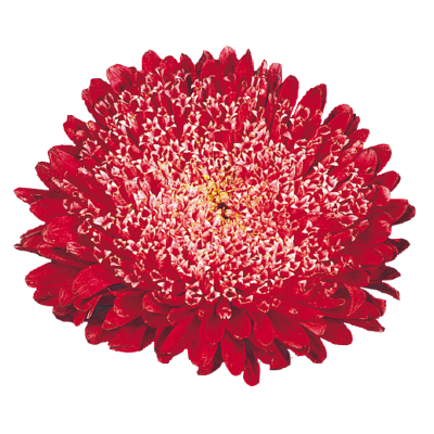 
                        Callistephus
             
                        chinensis
             
                        Matador®
             
                        Fiery Red
            