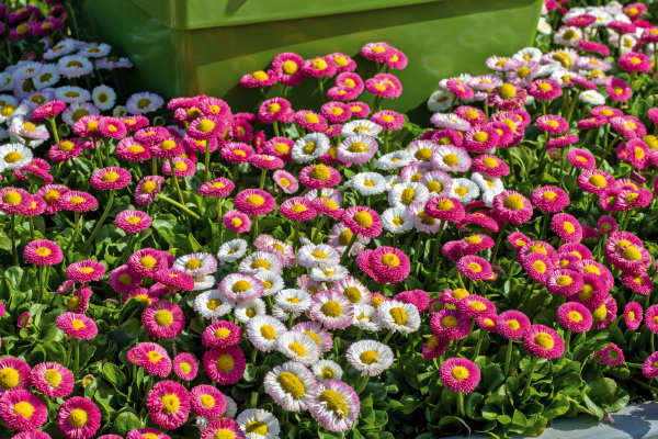 
                        Bellis
             
                        perennis
             
                        Speedstar® Plus
             
                        Mix
            