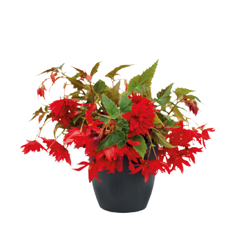 
                        Begonia
             
                        x hybrida F₁
             
                        Funky®
             
                        Scarlet
            