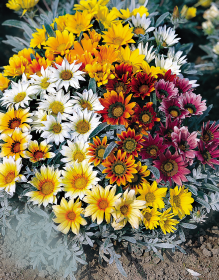 Gazania rigens Talent®