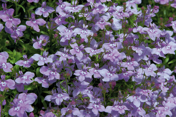 
                        Lobelia
             
                        erinus
             
                        Palace
             
                        Lilac
            