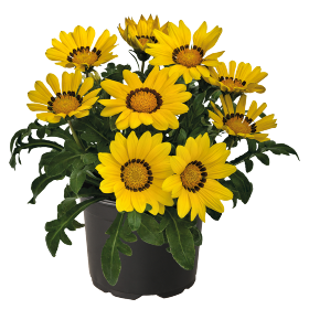 Zany™ Yellow