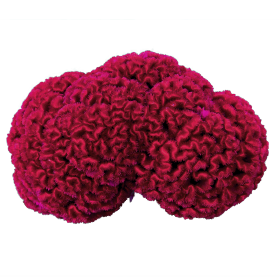 Brainiac Mad Magenta
